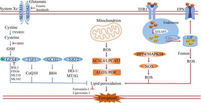 The crosstalk effect between ferrous and other ions metabolism in ferroptosis for therapy of cancer